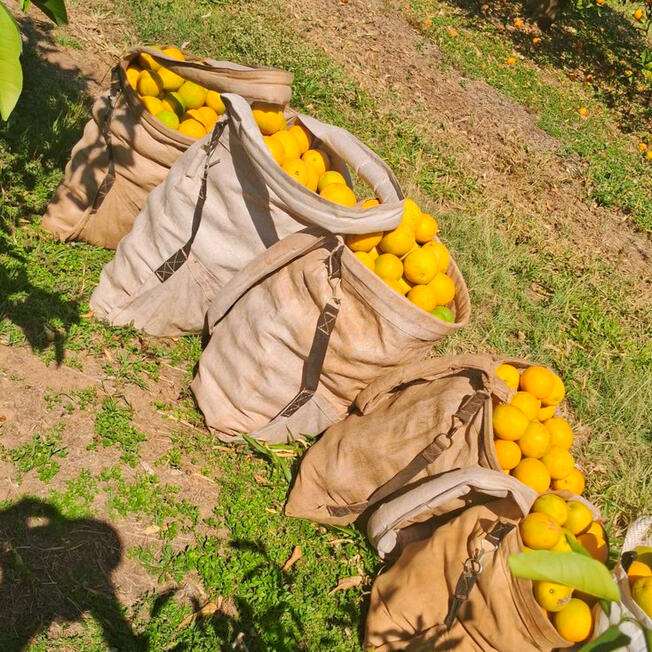 Pemetikan dengan teknik khusus