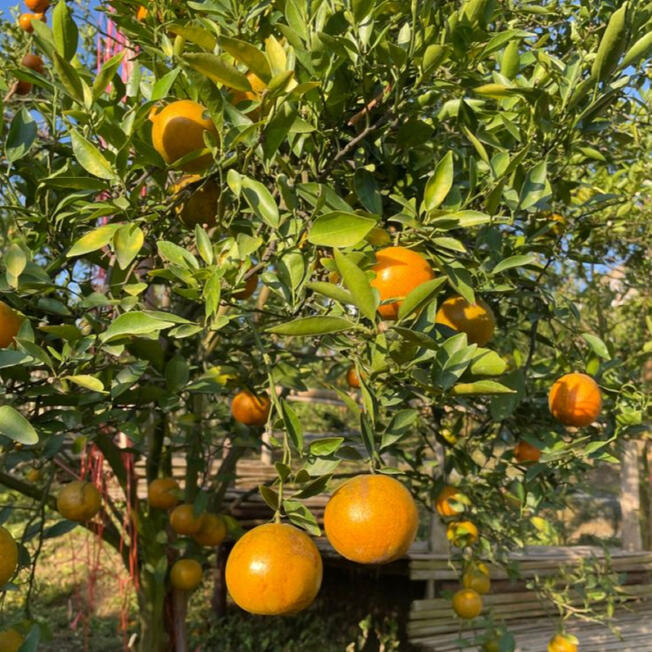 Tanpa menggunakan obat kimia