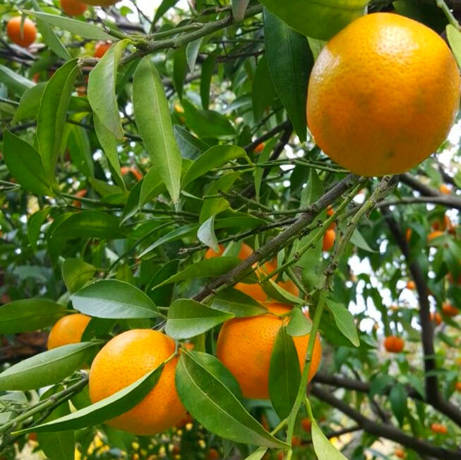 Tumbuh dan di jaga dengan baik