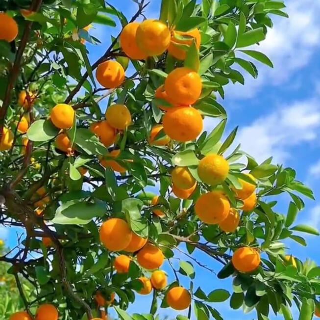 Ditanam di tanah yang subur