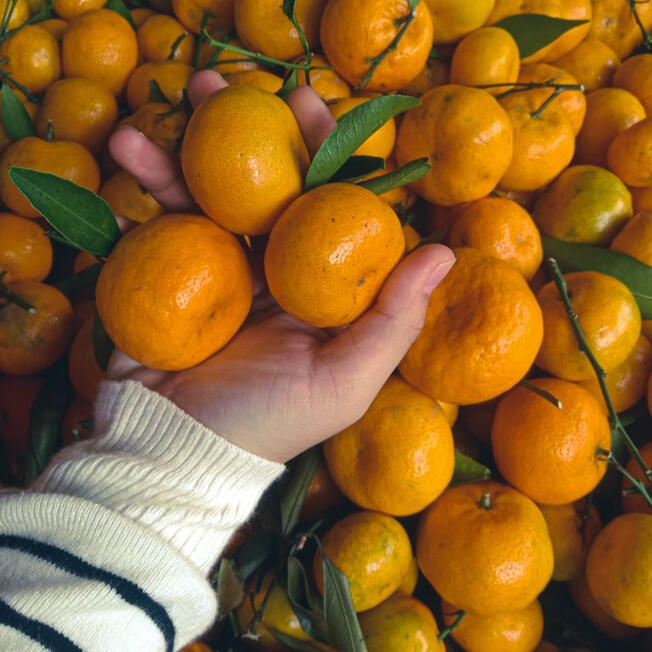 Pernyotiran yang ketat